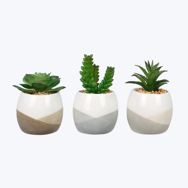 Ceramic planter with succulents