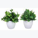 Artificial Plants in  Planter