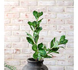 *inner* Real Touch Pittosporum Stem