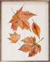 8x10 Four Autumn Leaves White