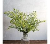 *inner* 17 Medium Coriander Leaf Bush