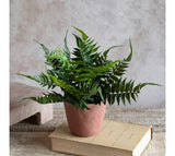 *inner* 11.81 Fern In Cement Pot
