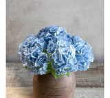 *inner* 10 Bl Mini Hydrangea Bunch