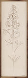 Delphinium Ii Flower Stem