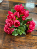 10 Begonia Bush X5bt