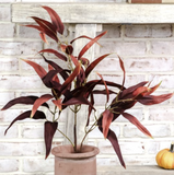 *inner* 37 Amber Leaf Pick