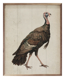 Autumn Turkey