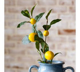 30 Lemon Stem