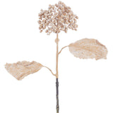22sedum Spray Be
