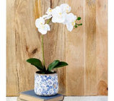 *inner* 18 White Orchid In Pot