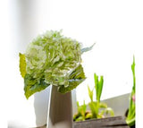 *inner* Green Hydrangea Stem