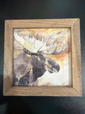 Moose