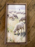 Sheep Herd